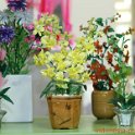 intan-collection-2