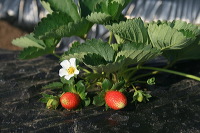 jampit-coffee-plant_1f83e3b