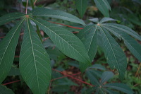 jampit-coffee-plant_1f83e41