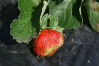 jampit-coffee-plant_1f83e43