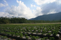 jampit-coffee-plant_1f83e4d
