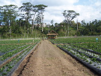 jampit-coffee-plant_1f83e53