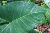 jampit-coffee-plant_1f83e54