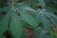 jampit-coffee-plant_1f83e59