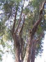 jampit-coffee-plant_1f83e5a