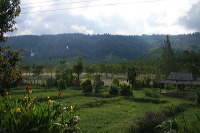 jampit-coffee-plantation-03
