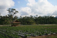 jampit-coffee-plantation-04