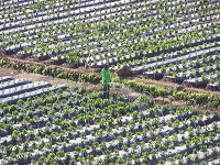 jampit-coffee-plantation-05