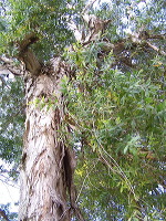jampit-coffee-plantation-08