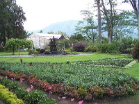 jampit-coffee-plantation-10