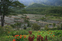 jampit-coffee-plantation-31