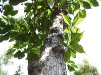 jampit-coffee-plantation-41