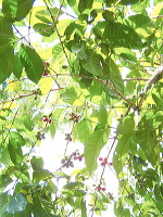 jampit-coffee-plantation-75