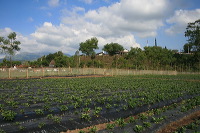 jampit-coffee-plantation-90