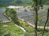 jampit-coffee-plantation-95