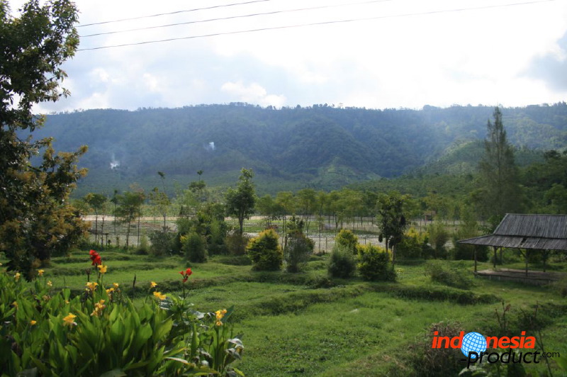 jampit-coffee-plant_1f83e46.jpg