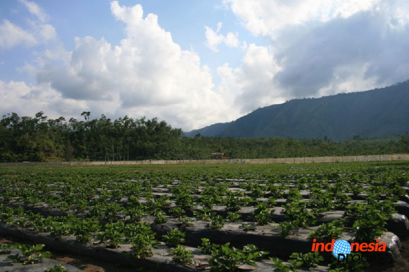 jampit-coffee-plant_1f83e4d.jpg