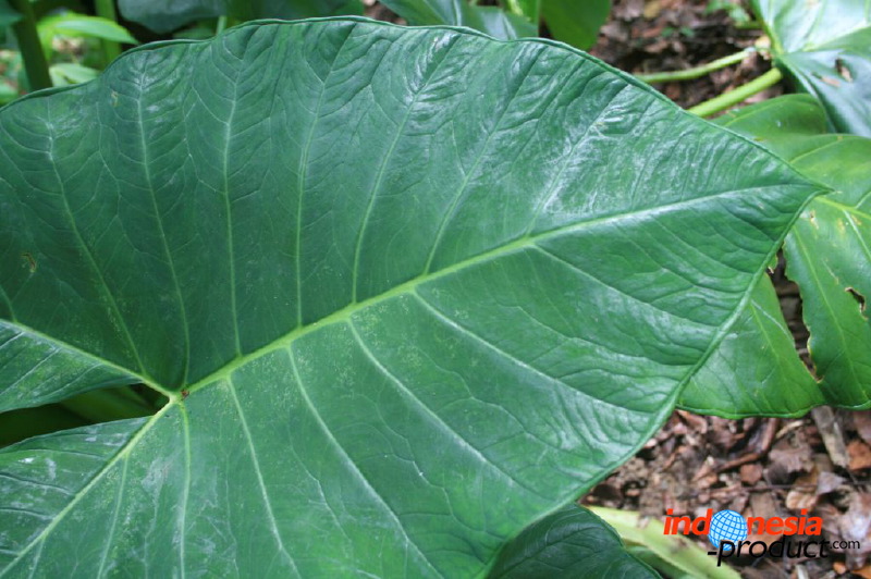 jampit-coffee-plant_1f83e54.jpg