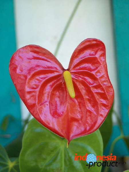 jampit-coffee-plant_1f83e55.jpg