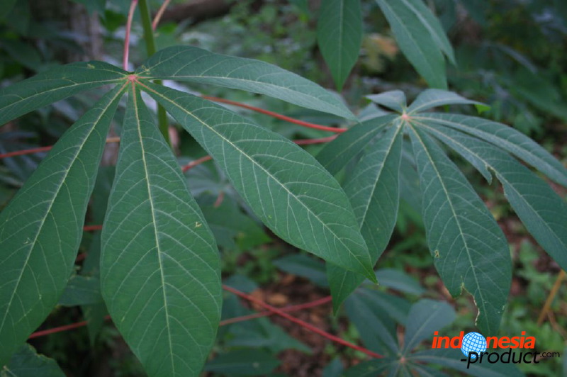 jampit-coffee-plant_1f83e59.jpg