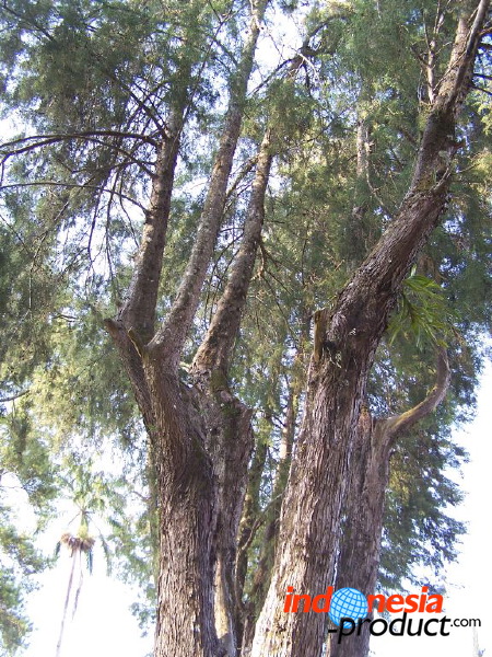 jampit-coffee-plant_1f83e5a.jpg