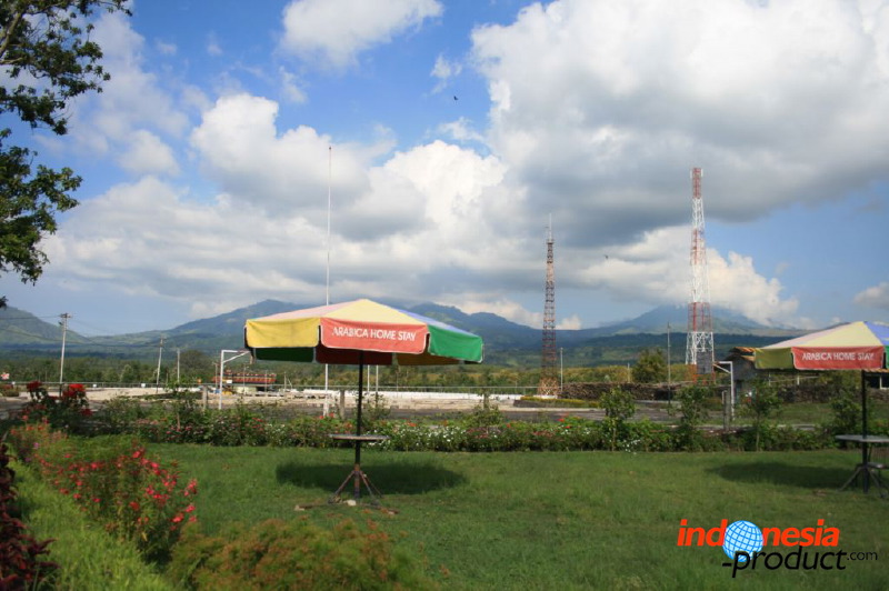 jampit-coffee-plantation-01.jpg
