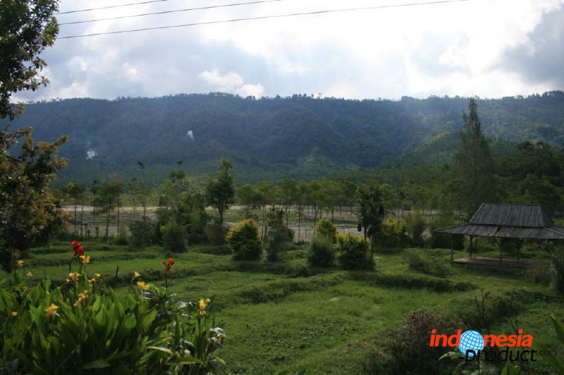 jampit-coffee-plantation-03.jpg