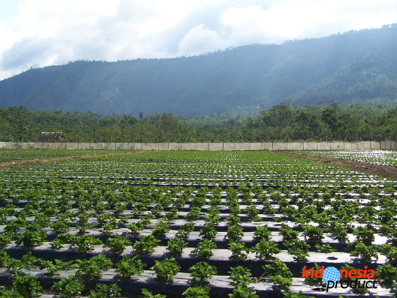 jampit-coffee-plantation-14.jpg