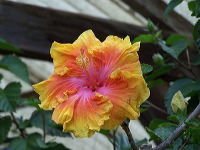 batu-decorative-plants-01