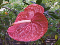 batu-decorative-plants-02