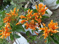 batu-decorative-plants-06