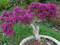 batu-decorative-plants-07