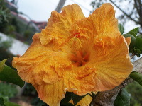 batu-decorative-plants-08