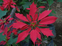 batu-decorative-plants-09