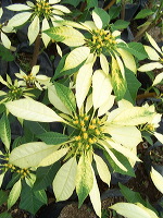batu-decorative-plants-10