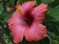 batu-decorative-plants-11