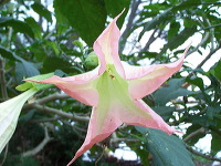batu-decorative-plants-12