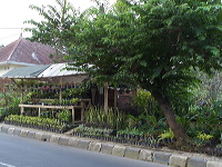 batu-decorative-plants-26