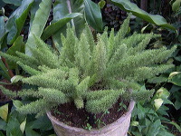 batu-decorative-plants-32