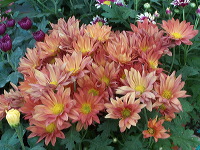 batu-decorative-plants-33