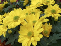 batu-decorative-plants-34