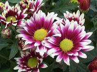 batu-decorative-plants-35