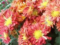 batu-decorative-plants-36