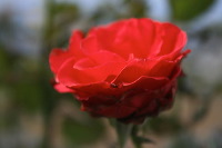 batu-decorative-plants-40