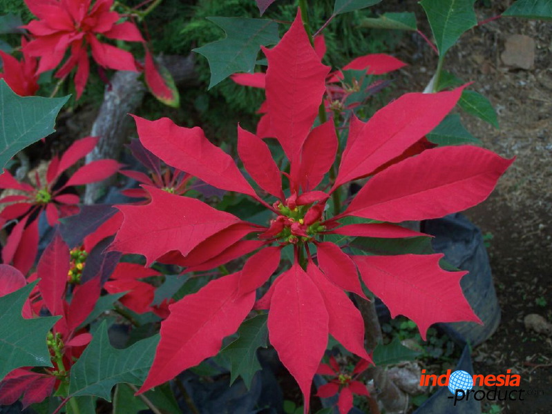 batu-decorative-plants-09.jpg