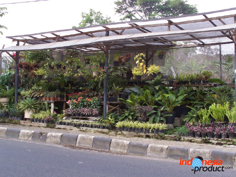 batu-decorative-plants-25.jpg