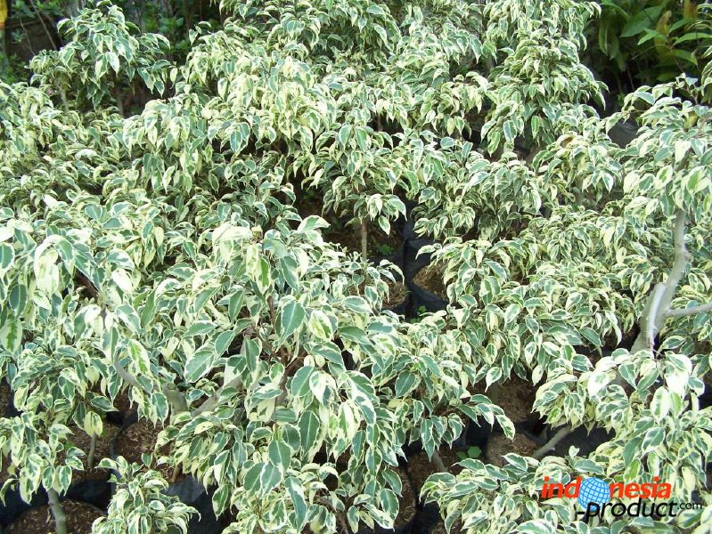 batu-decorative-plants-27.jpg