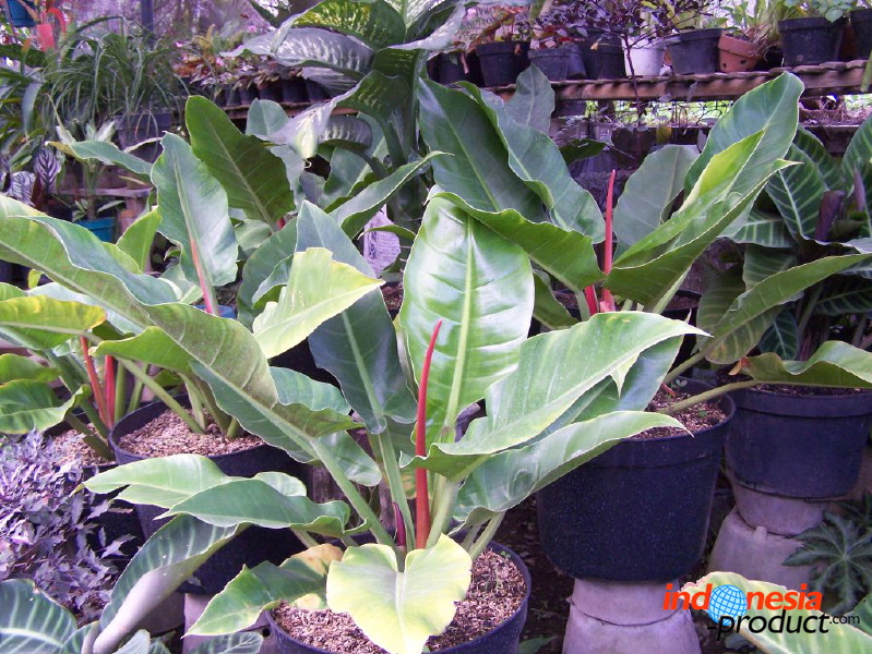 batu-decorative-plants-28.jpg
