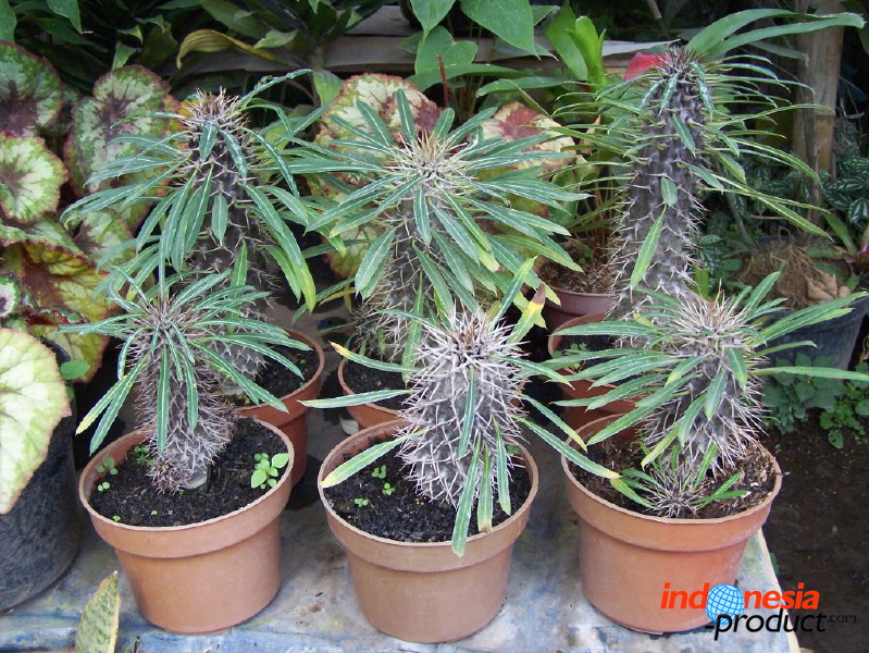 batu-decorative-plants-30.jpg