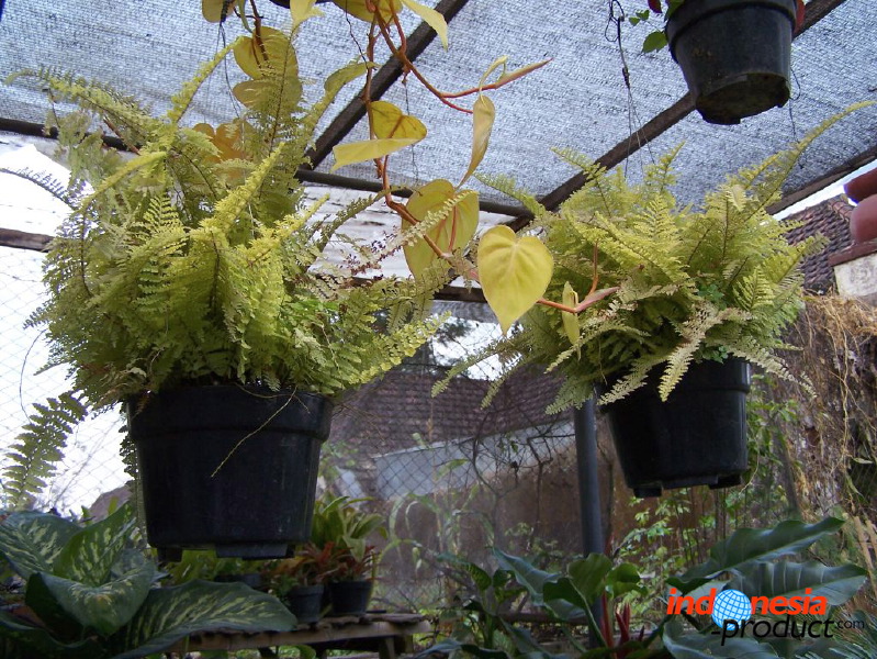 batu-decorative-plants-31.jpg